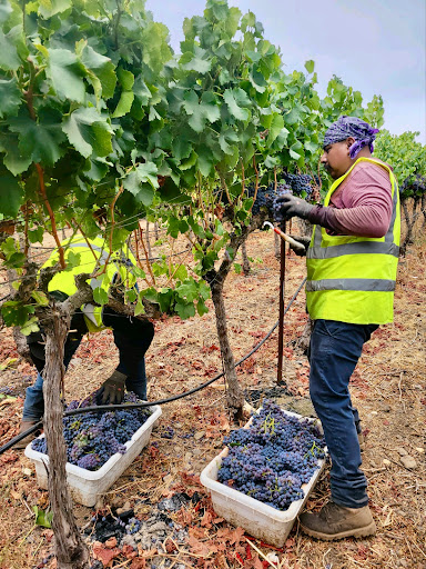 Farm to Bottle Vineyard Management
