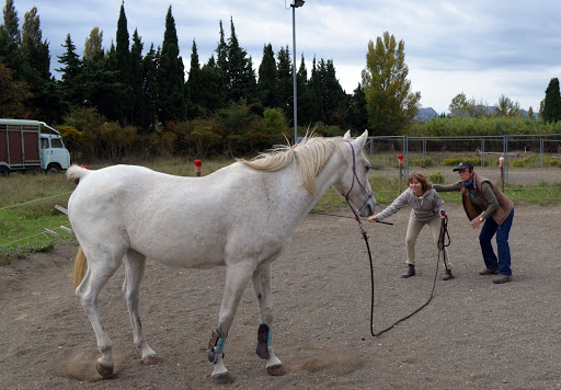Center Development Professional And Staff Par L'equicoaching Gallery - France