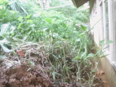 Photos of Foundation of the gift of the universe Indonesia YKS-RI