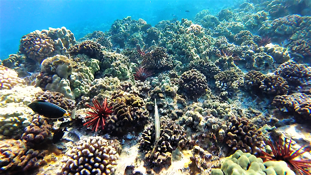 Maluaka Beach Parking Lot