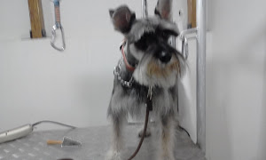 Veterinaria & Barberdog Clinican Cajamarca 5