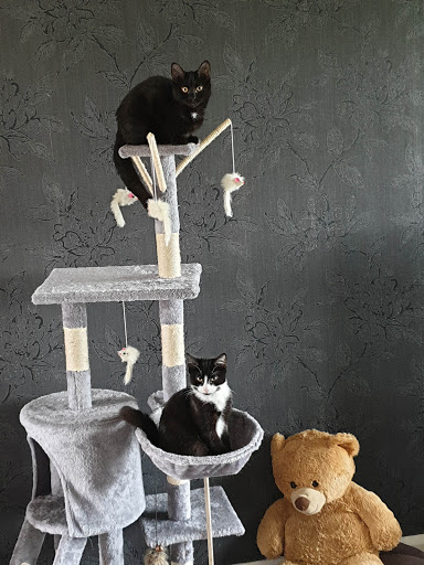 Kings Veterinary Centre - Thumbnail