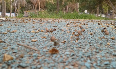 Photos of An Nasr Forest