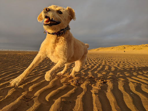 SAND DUNES • BLACKPOOL SOUTH - Thumbnail