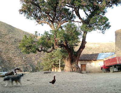 Photos of Chilijchi en Pocoata