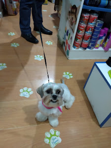 Animal Fashion Pet Shop - Veterinaria - Spá canino 2