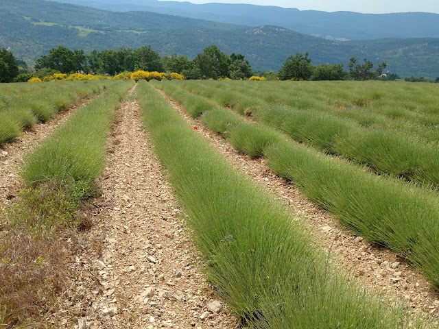Parc naturel régional du Luberon