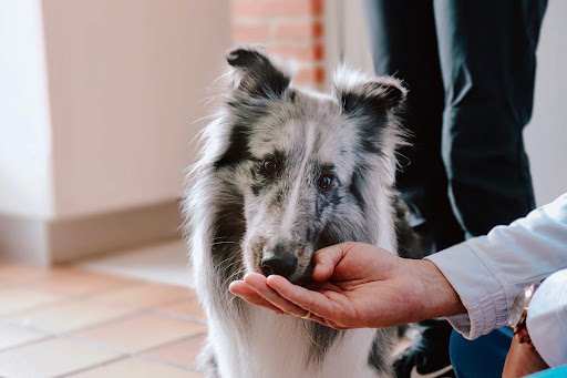 Clínica Veterinaria Kennel