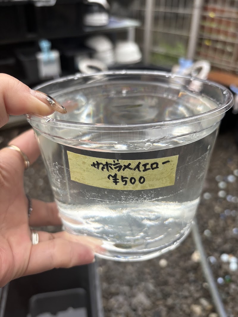 ボッチめだか めだか 無人販売