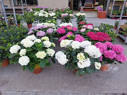 Amazonas Floristeria y Tienda de Animales - Thumbnail