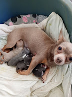 Les Patounes de Frances à Lillers