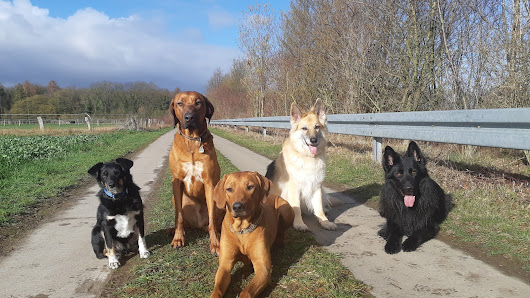 school-4-dogs Suerser Weg 26, 30974 Wennigsen (Deister), Deutschland