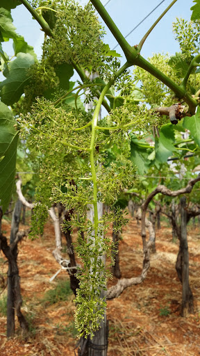 Azienda Agricola a San Domenico