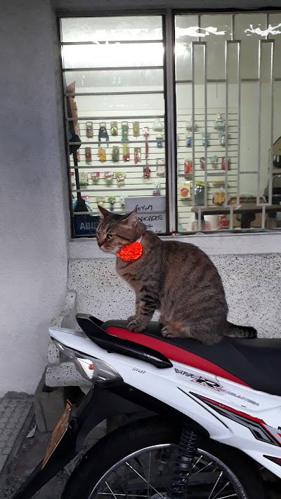 Photos of Canines and felines
