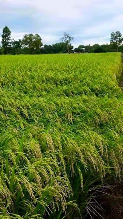 Photos of Juktikhola Bazar যুক্তিখোলা বাজার