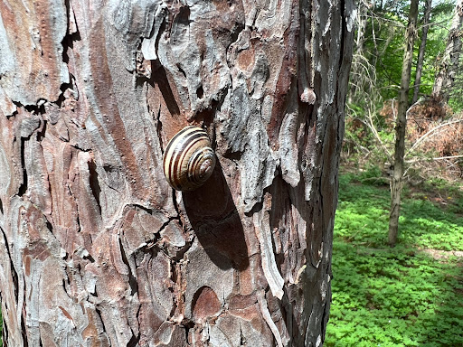 Conservation Access - Thumbnail