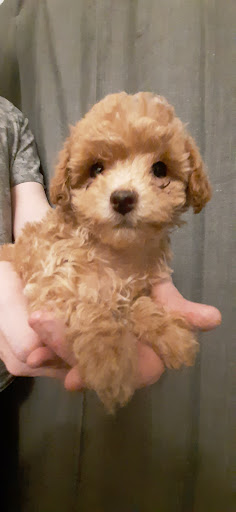 Findlay Creek Animal Hospital - Thumbnail
