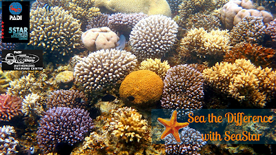 Photos of SeaStar Water Sports