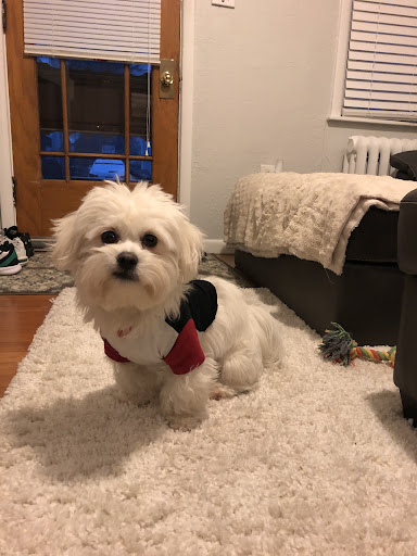Rockstar Puppy Boutique Gallery - United States