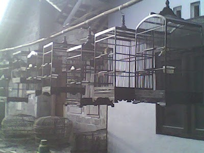 Photos of Agus Fawwaz Canary BF