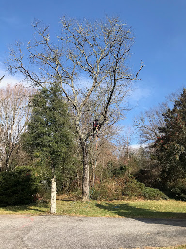 Pisgah Tree Service Gallery - United States
