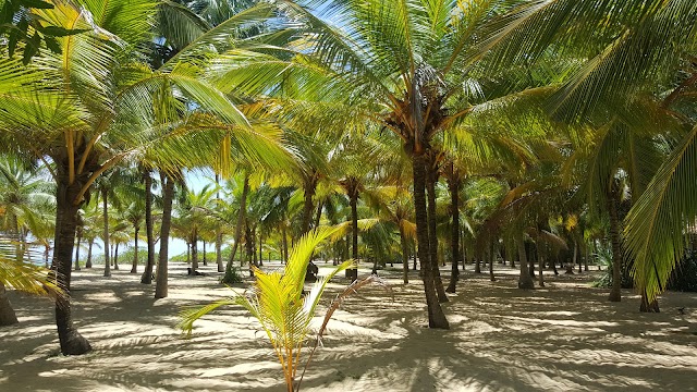 Mangrove Beach