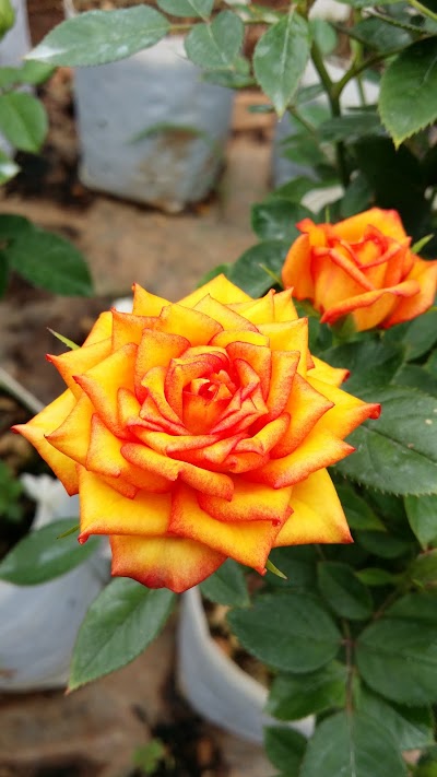 Photos of Royal Rose Garden