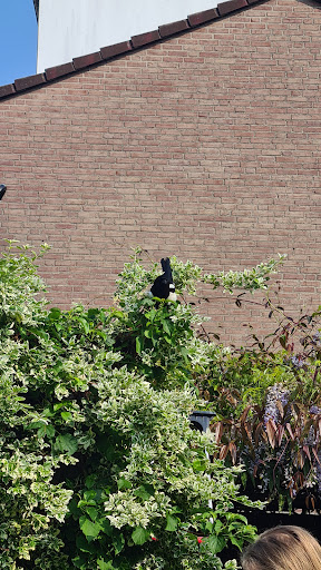 Dierenambulance Utrecht eo - Thumbnail