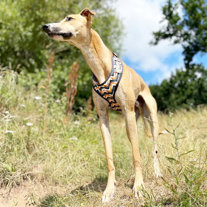 Little Walkies photo 3