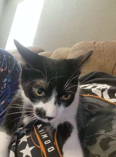Yuma Homeward Bound Animal Rescue - Thumbnail
