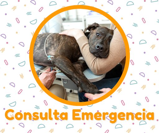 Veterinaria Meraki - Bienestar Animal