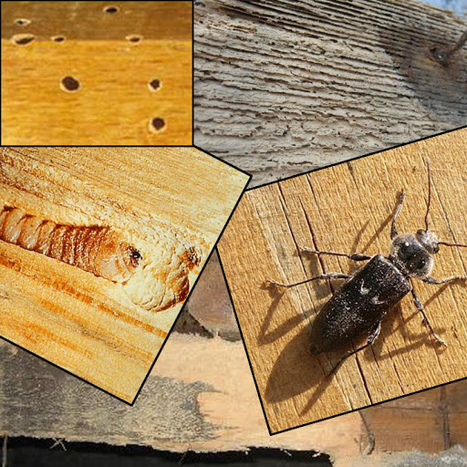 SAPA à Fouras- Traitement Termites, charpente, bois, capricorne, asséchement des murs humides, mérule, démoussage - Thumbnail