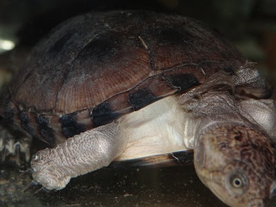Photos of Universe Reptile Dour