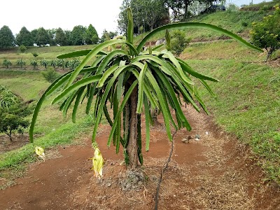Photos of BALITBU TROPIKA