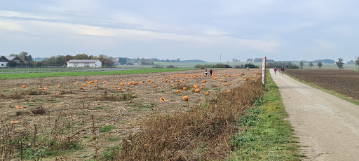 Kürbisfeld - Visual