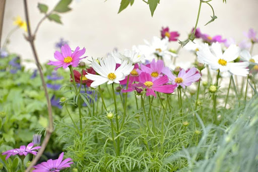 Burg Sandrine Horticulture - Thumbnail