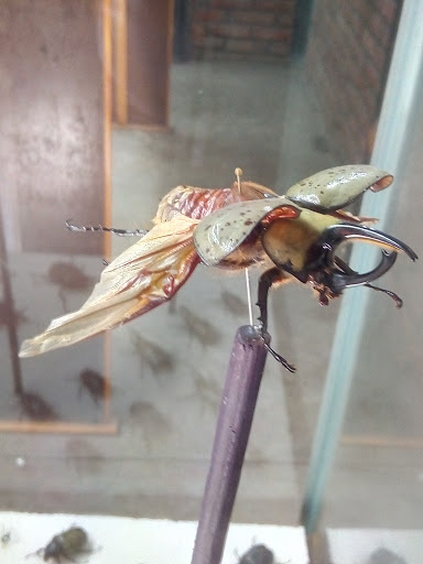 Insectaria - Visual