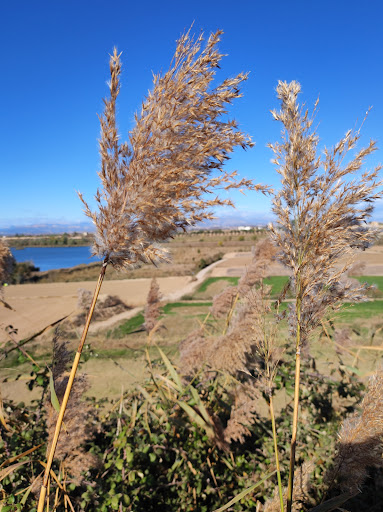 Laberinto de sanación - Thumbnail