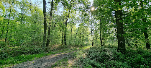 la pierre qui corne forêt d'halatte - Thumbnail