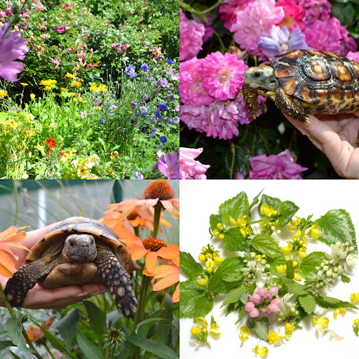 Hever Tortoise World