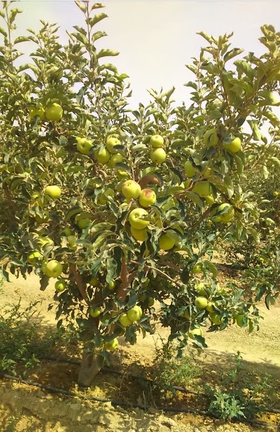 Photos of Jana farms