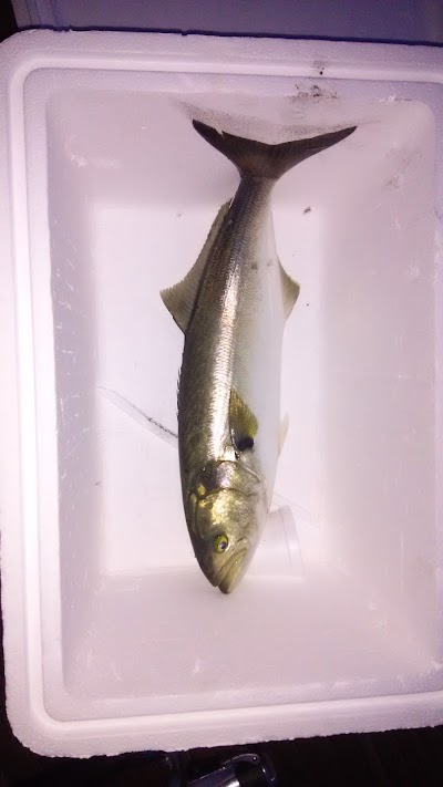 Photos of Steady Action Fishing Charters INC.