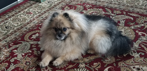 Mami Dog Grooming