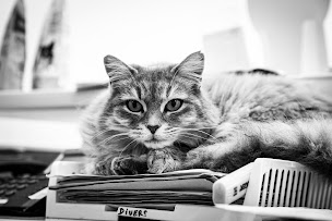 Photo n°7 de Clinique Vétérinaire de Bédarieux à Bédarieux (Clinique vétérinaire)