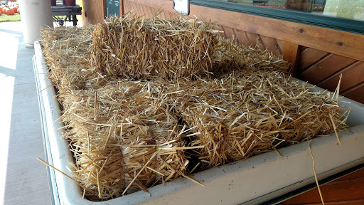 Polly's Pumpkin Patch - Visual