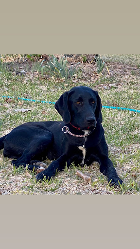 Kerr County Animal Control & Shelter - Thumbnail