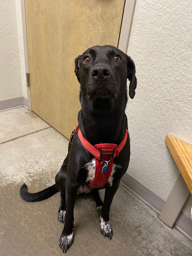 Montevallo Animal Clinic: Parker Sam DVM - Thumbnail