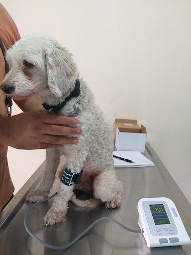 Veterinaria Docktors
