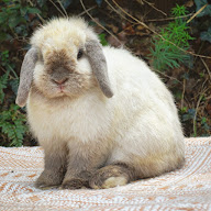 Les Mini de Mïa à Saint-Bonnet-de-Salendrinque