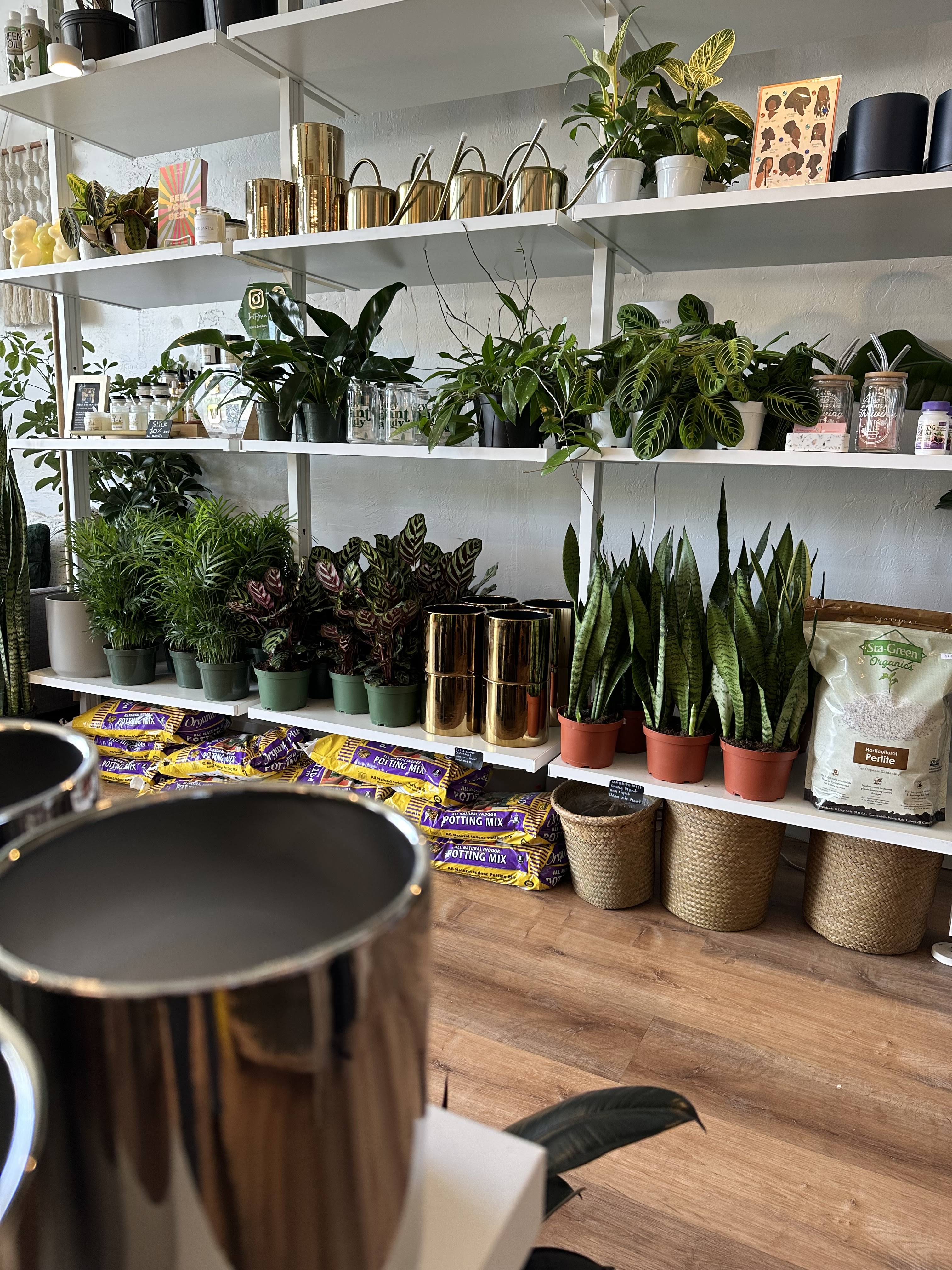 The Plant Queen